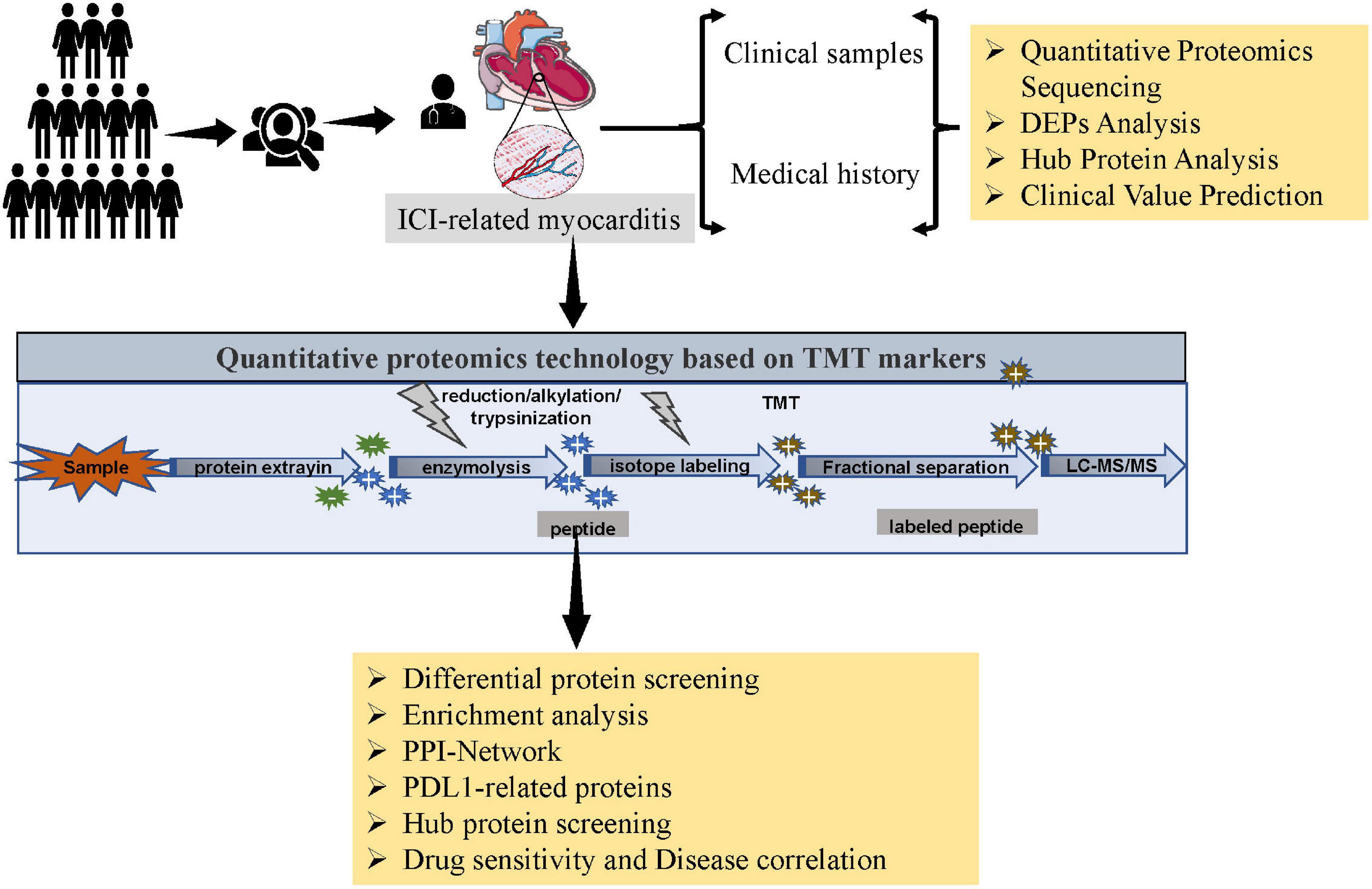 Frontiers Role of mitochondrial metabolism in immune checkpoint